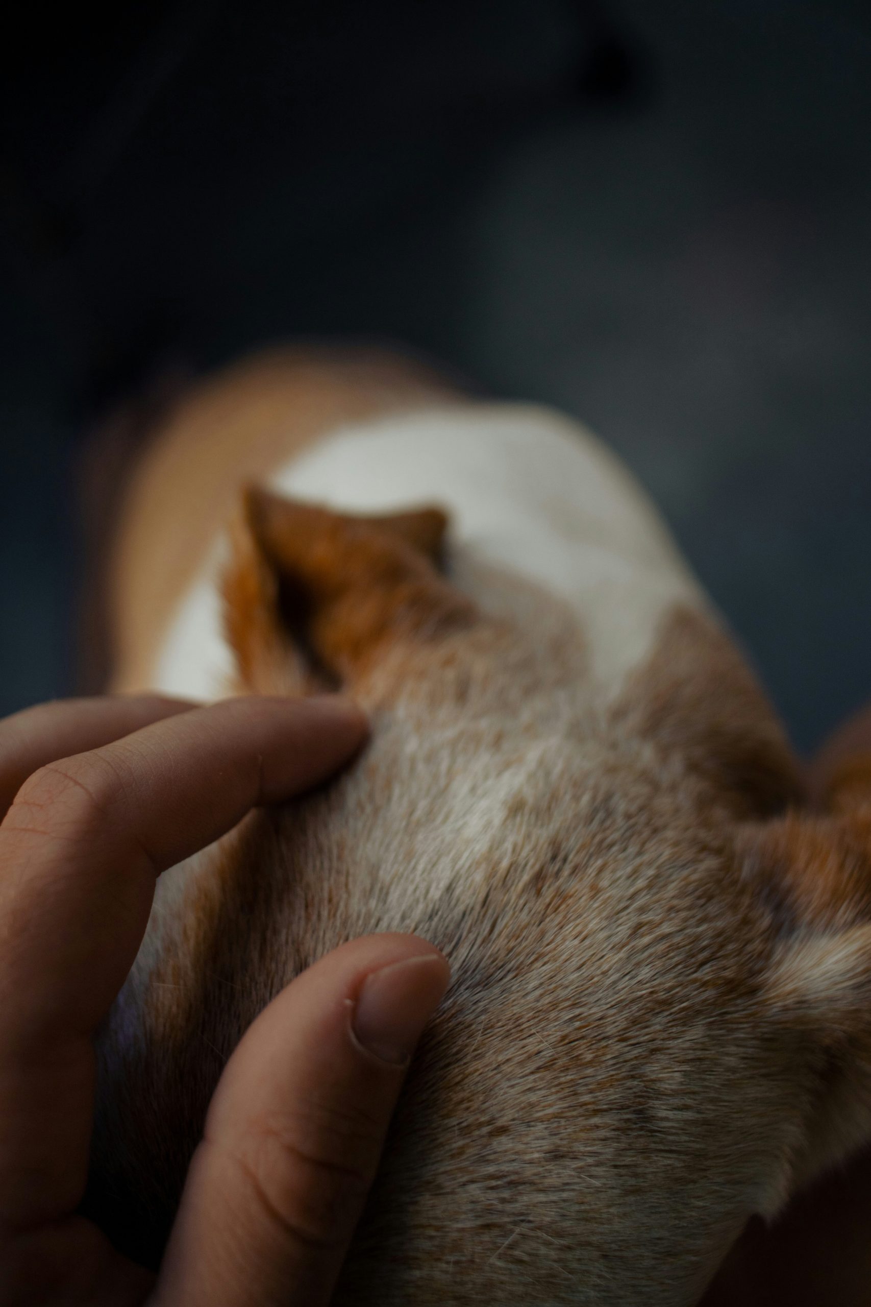 Mon chien se gratte les oreilles : 6 causes & solutions