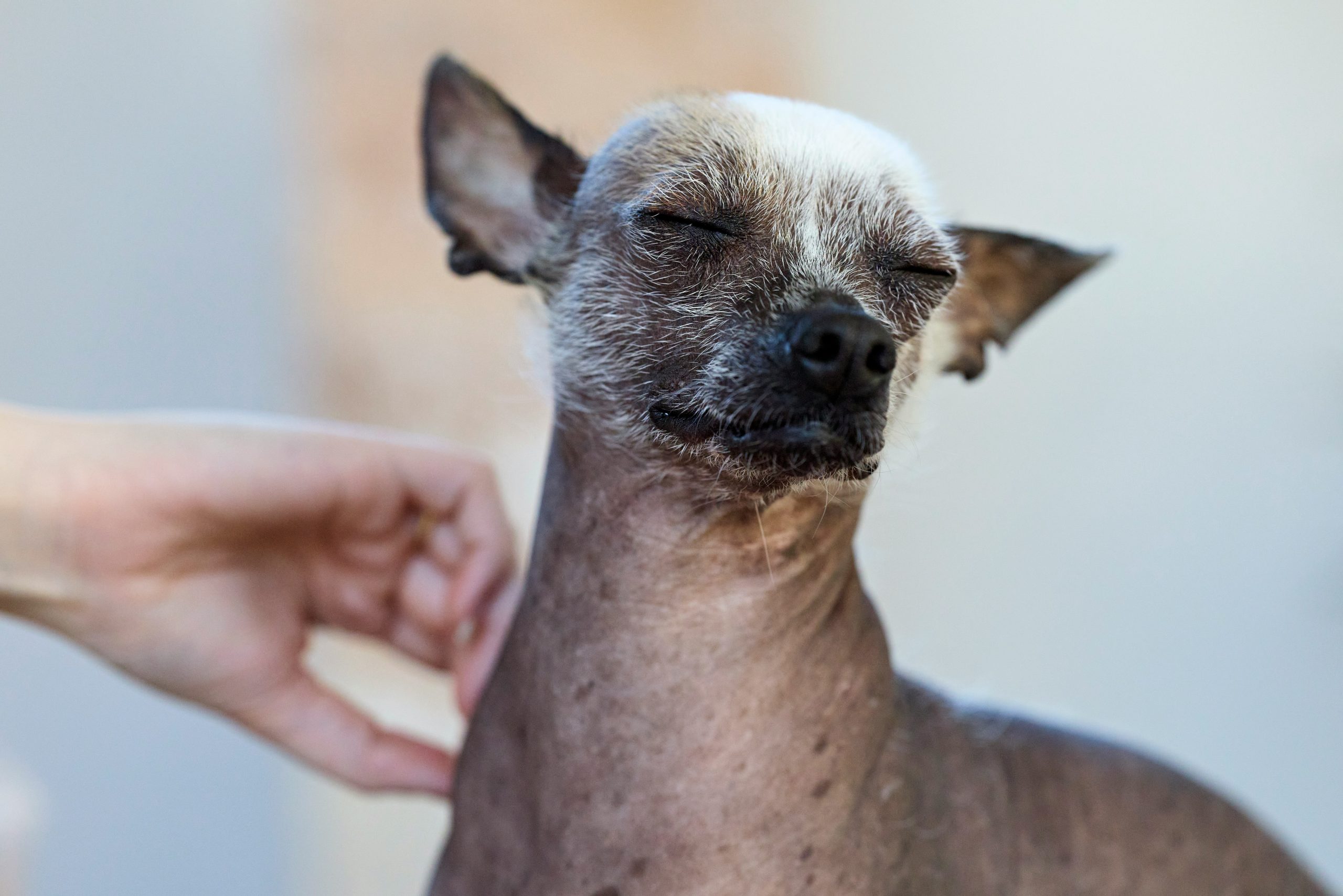 Mon chien se gratte beaucoup : pourquoi et que faire ?