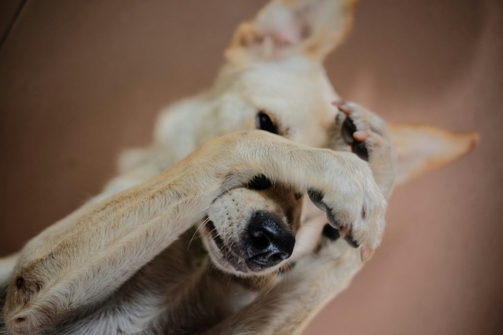 Chien gratte